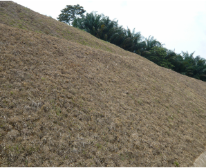 Placing Of Close Turf
